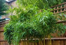 6 Ways To Achieve A Japanese Landscape Garden