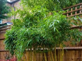 6 Ways To Achieve A Japanese Landscape Garden