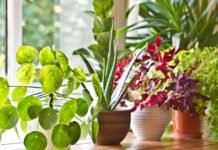 10 Nursery Plants Online