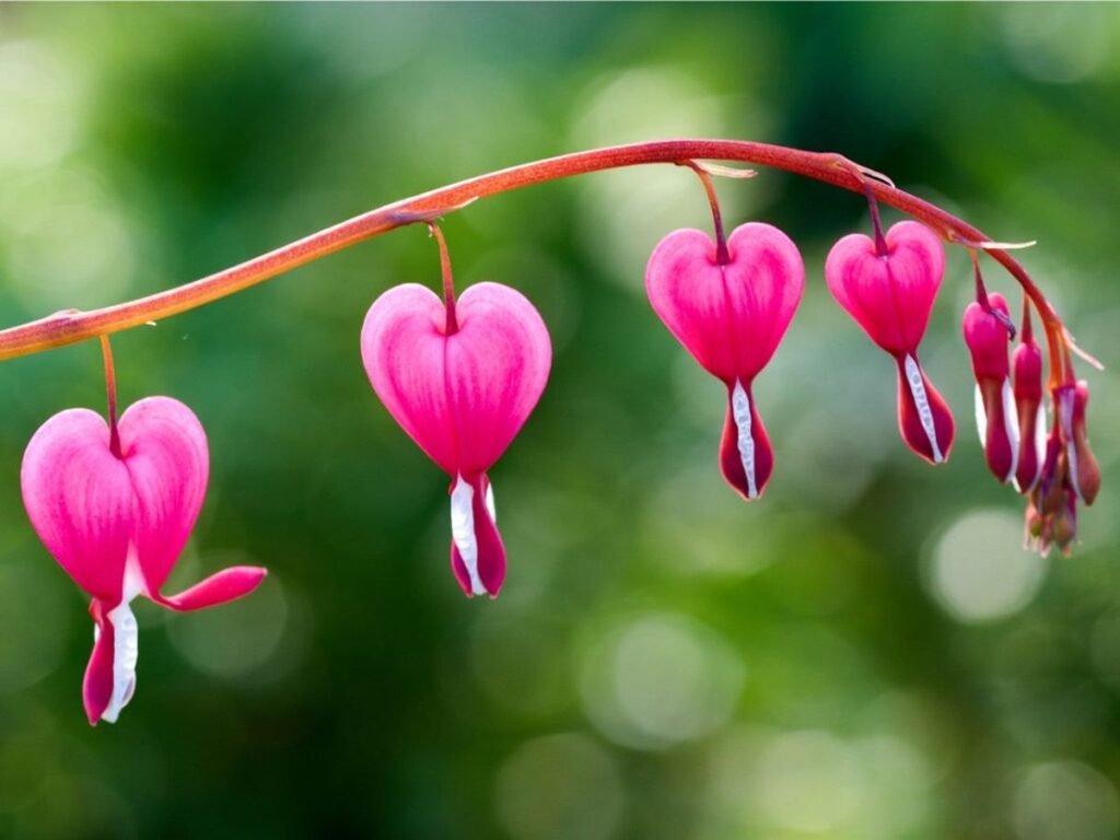 Top 10 Unusual Plants in The World