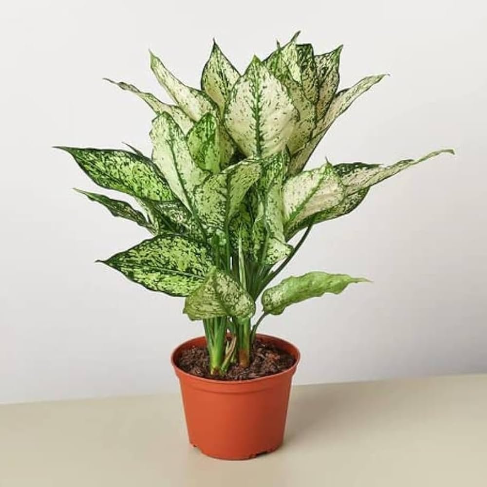 Aglaonema (Chinese Evergreen)