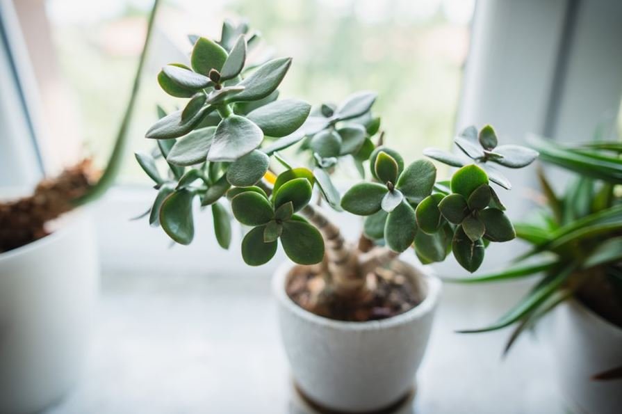 Where to Place Jade Plant in Home