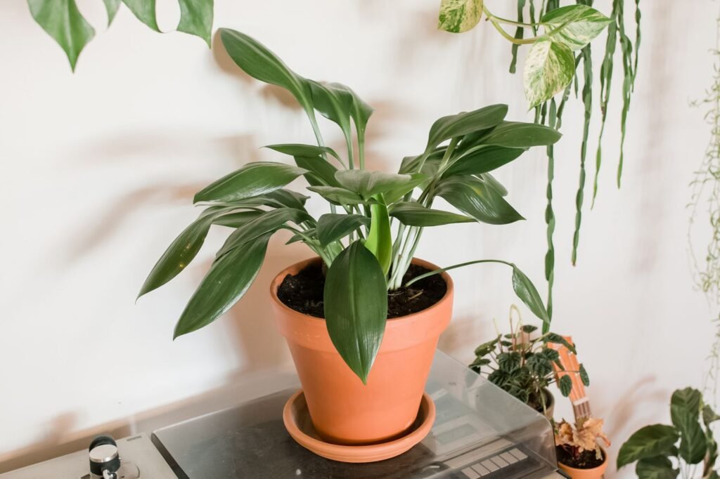 Cast iron plant (Aspidistra elatior)