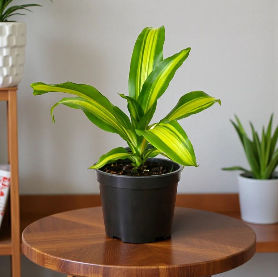 Dracaena