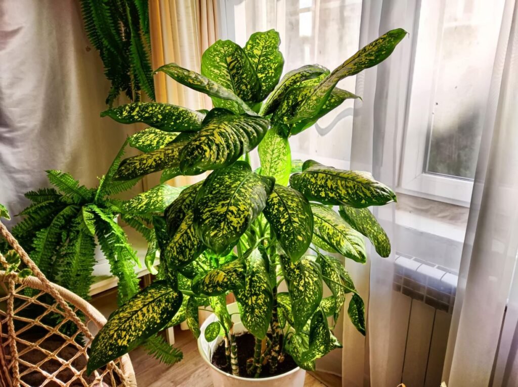 Indoor Plants Without Sunlight
