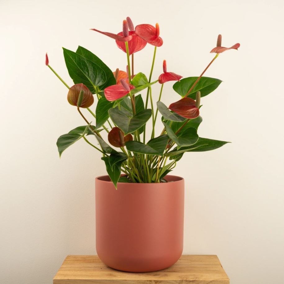  Flamingo flower (Anthurium andraeanum)