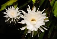 19 Flowers That Bloom at Night
