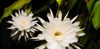 19 Flowers That Bloom at Night