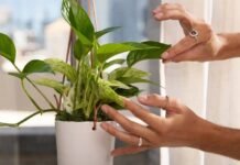18 Indoor Plants Without Sunlight