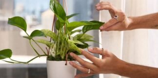 18 Indoor Plants Without Sunlight