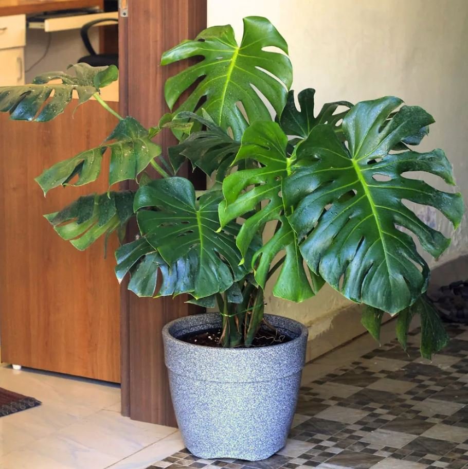  Monstera