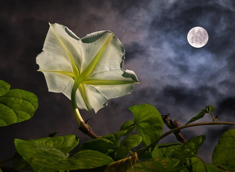 Flowers That Bloom at Night