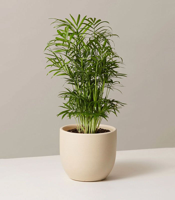 Parlor Palm