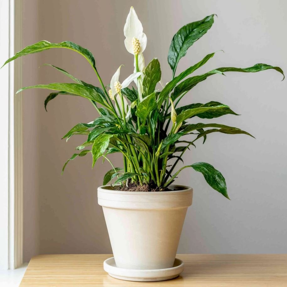 Peace Lily (Spathiphyllum)