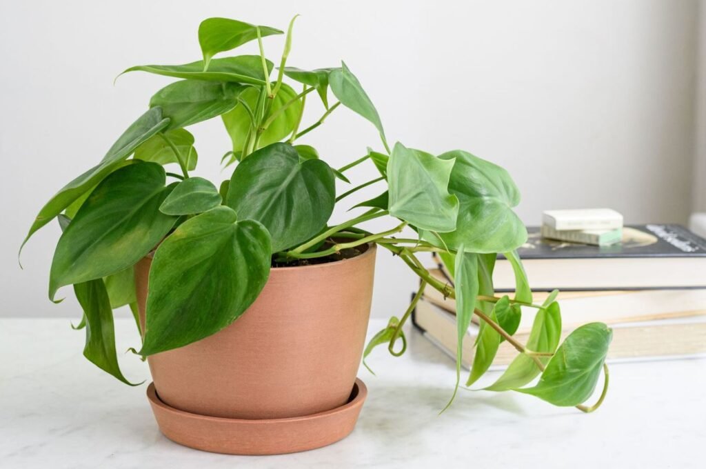 Philodendron