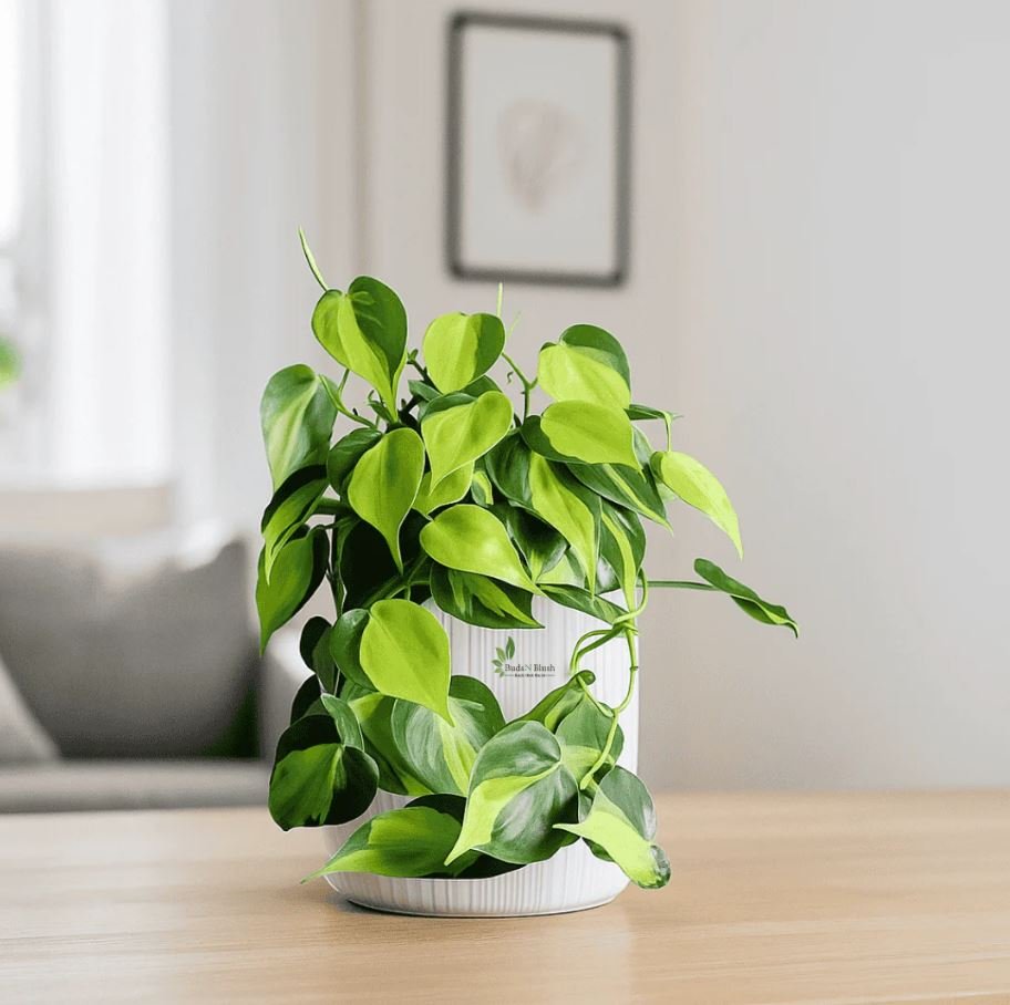 Pothos