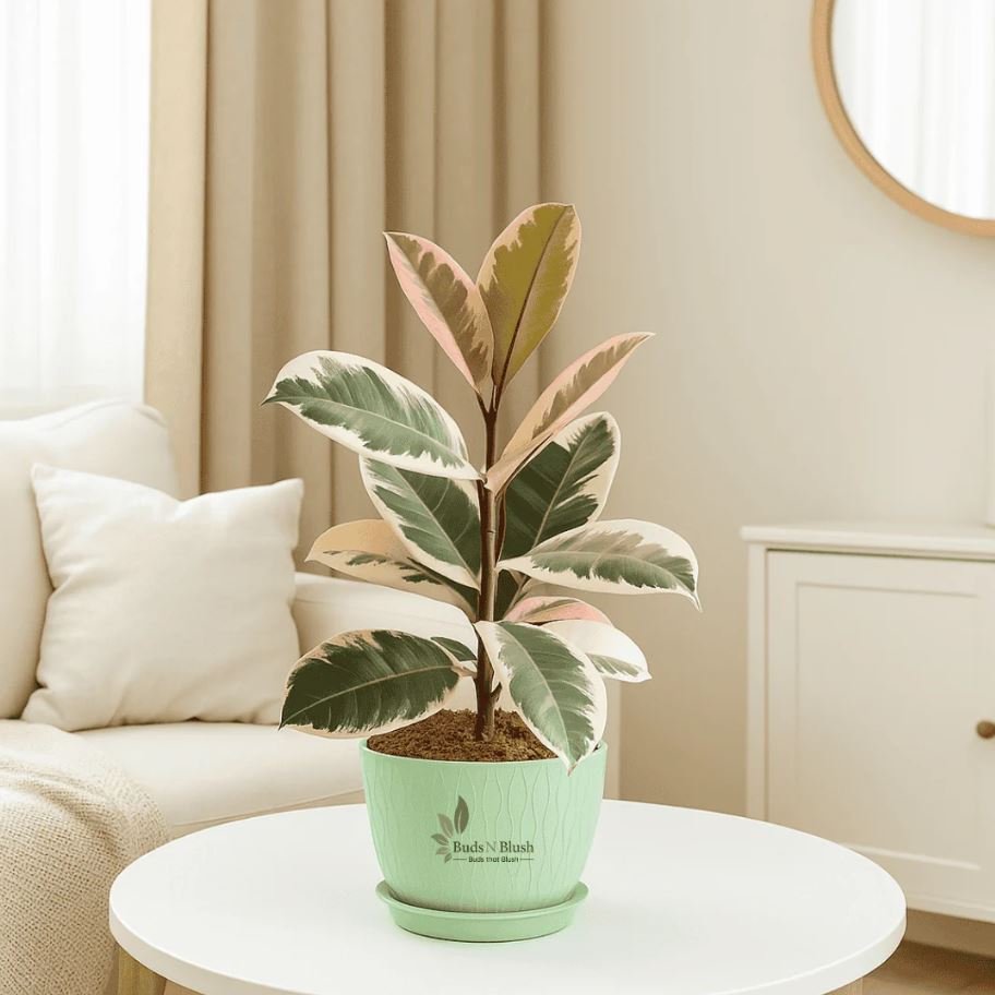 Rubber Plant