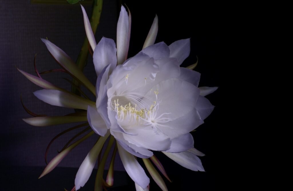 Flowers That Bloom at Night
