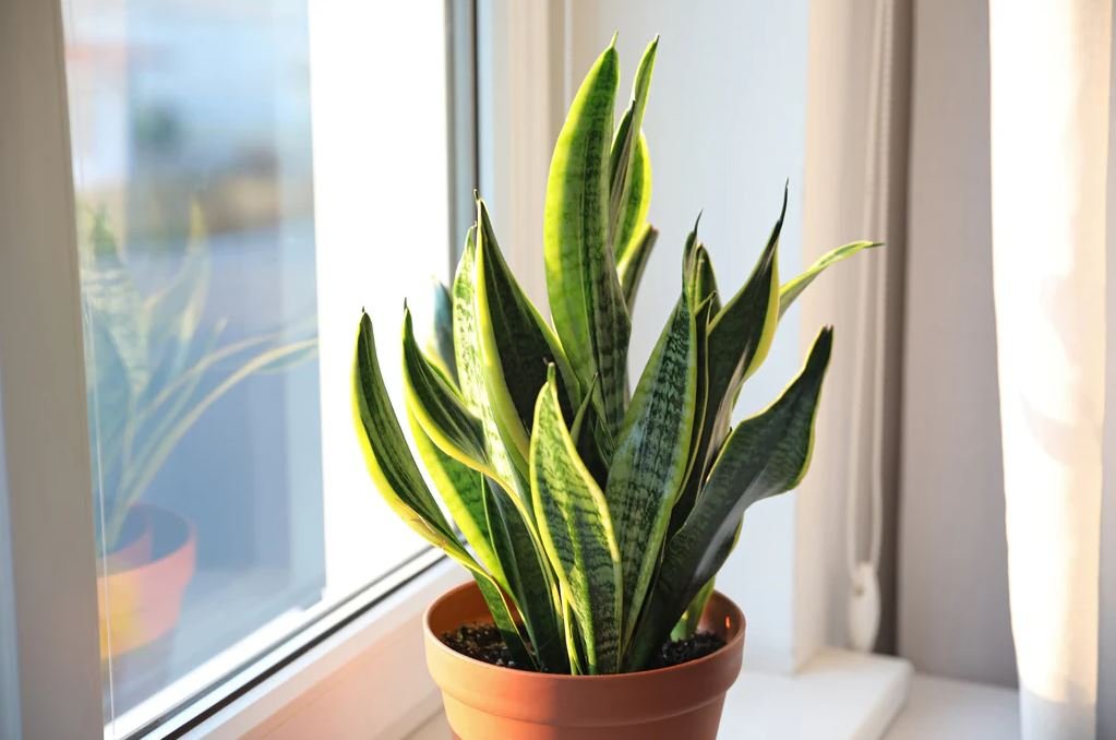 Indoor Plants Without Sunlight
