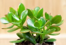 Where to Place Jade Plant in Home