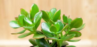 Where to Place Jade Plant in Home