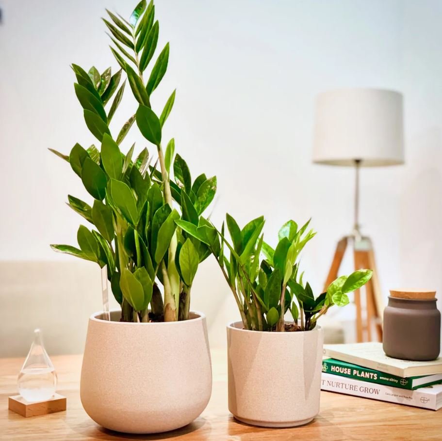ZZ Plant (Zamioculcas zamiifolia)
