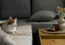Performance Fabric Sofa Guide for Pet Owners and Active Family Living Rooms Relaxed pet resting comfortably on a stain resistant performance fabric sofa in a modern family living room