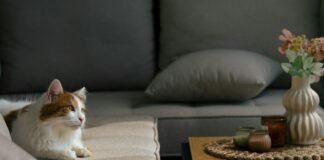 Performance Fabric Sofa Guide for Pet Owners and Active Family Living Rooms Relaxed pet resting comfortably on a stain resistant performance fabric sofa in a modern family living room